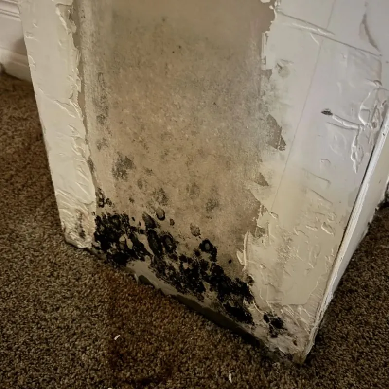 Professional Mold Removal in Montgomery County, PA